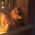 Картинка для ⲕⲓⲙⲓ.