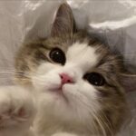 Аватар (Symphony 🐬)