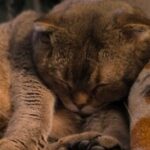 Аватар (zloisova_2457)