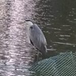 Картинка для ♪♫*•♪Алёна･:*:･ﾟ’☆