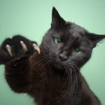 Аватар (Black Cat)