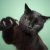 Black Cat
