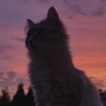 Картинка для Крис