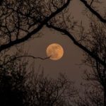 Аватар (Kейт~🍪)