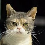 Аватар (br cat mia)