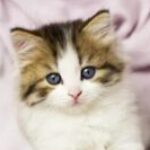 Аватар (Кошечка Тася)