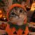 🍂 ⲧⲁsⲩⲁ 🍂
