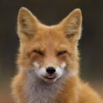 Аватар (Kitsune_21)