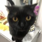 Аватар (kitty)