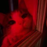 Картинка для `✵•.¸,✵°✵.｡.✰ᗷᑌᑎᗩ✰.｡.✵°✵,¸.•✵´