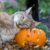 021 | 𝔸𝕦𝕥𝕦𝕞𝕟 𝕝𝕪𝕟𝕩 #ℍ𝕒𝕝𝕝𝕠𝕨𝕖𝕖𝕟 🎃
