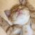 Уютная котэ