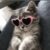 [🐈‍⬛] ~ rⲟⲍⲁ #мяу #кв #🌷