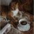 Cinnam♡︎n_cat