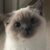 Милый котик