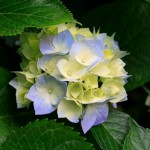 Картинка для Роза