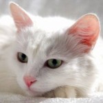 Аватар (Белая кошка)