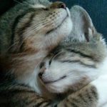 Картинка для Barsukovski