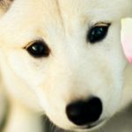 Картинка для puppy2007