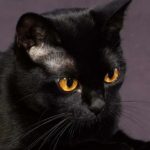 Аватар (Чёрная Кошка)