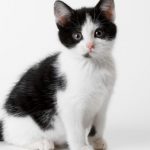 Аватар ("Кареглазка")) ♫♫♫)