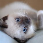 Аватар (klevetsnatali03)