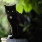Аватар (Black Cat)