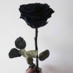 Аватар (Black Rose)