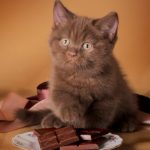Картинка для Шоколадный котик
