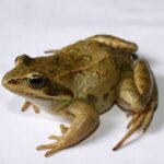 Аватар (froggie)