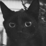 Аватар (Кот с глазами человека)