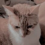 Аватар (Даша)