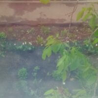 Сад из окна