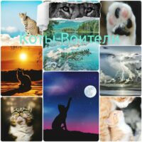 🐈🌿Коты-Воители🌿🐈