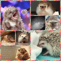 я орущий ежик