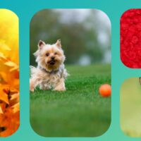 Собака🤩🐶