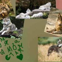 волки не одиночки,они жувут в стаях и помогают друг другу.