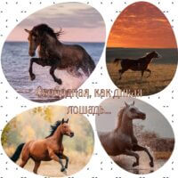 Я свободная, как дикая лошадь... 