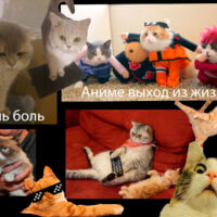 Вся моя жизнь в котах