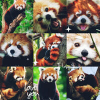 Красная панда!!