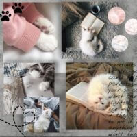 У меня лапки~💕💫🍡 