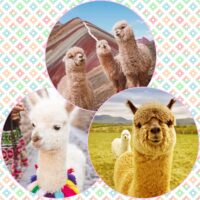 Милая, как альпака🤍