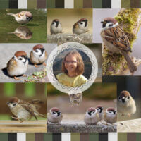 Серьёзные воробьи и хихикающая девочка в середине 