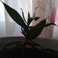 маленькая юкка 