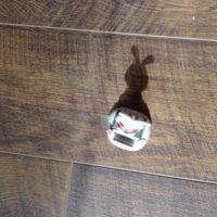 Зайчик на солнце ☀️