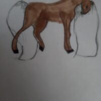 Лошадь 🐴. Спокойное, грациозное животное 