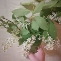 Просто белая черёмуха ✨🍃 