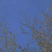 цветущая вишня 