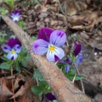 Фиалка трехцветная
