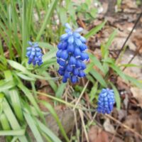 Мышиный гиацинт